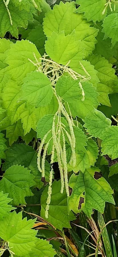 Boehmeria platanifolia fruit