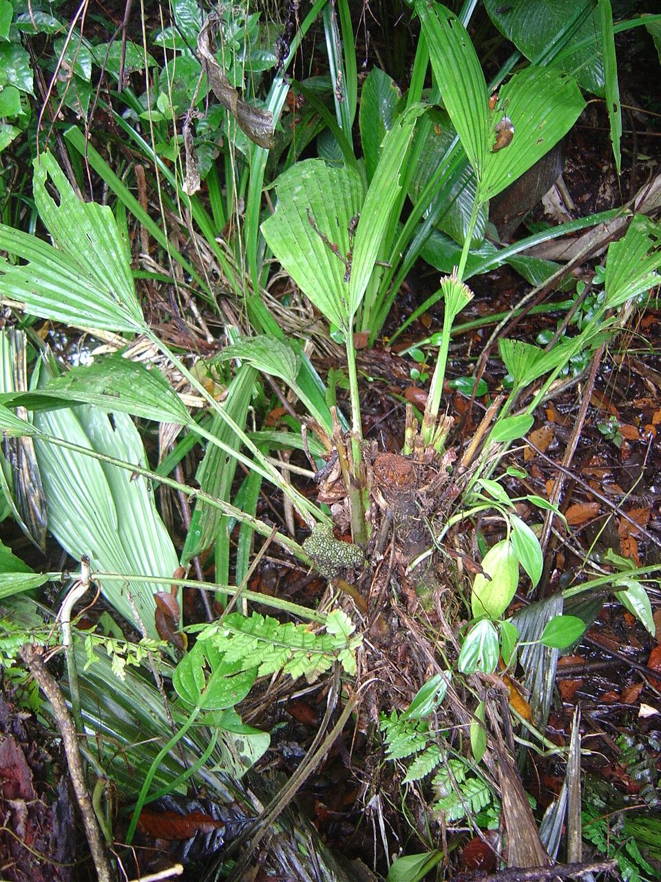 Asplundia rivularis habit