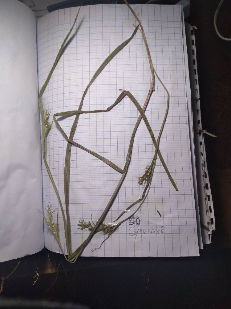 Scleria tessellata habit