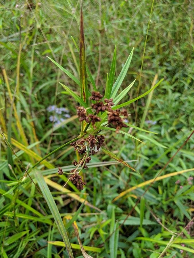 Scirpus polyphyllus flower