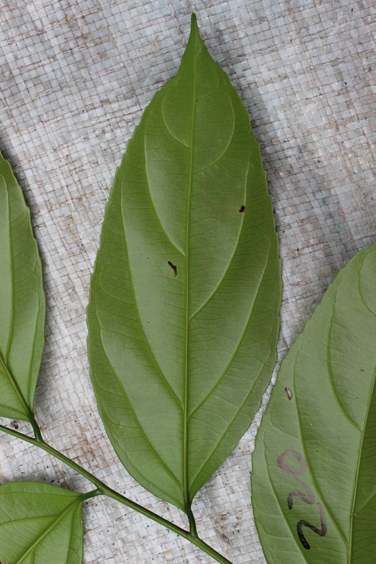 Rhodognaphalon brevicuspe leaf