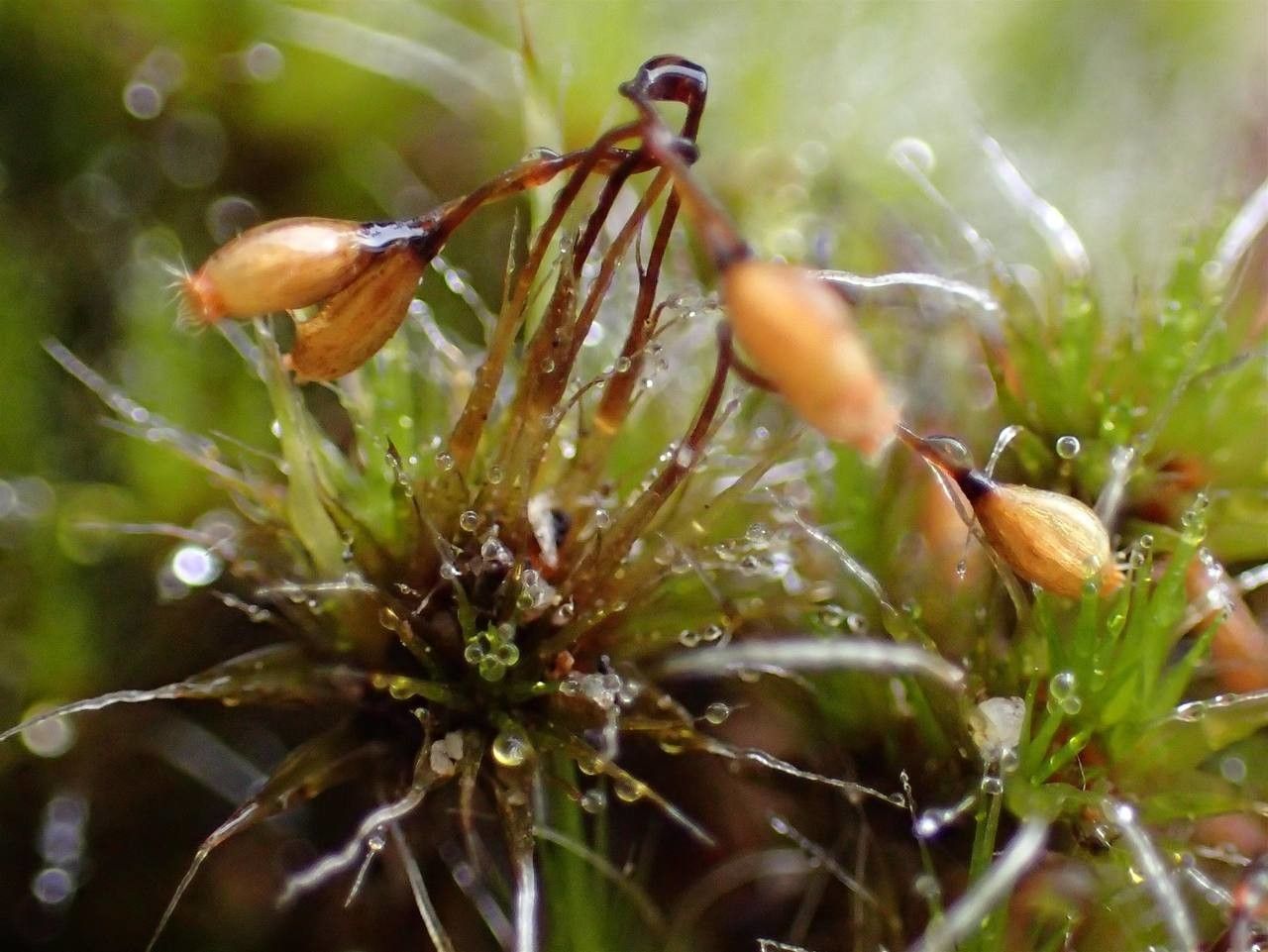 Campylopus introflexus fruit