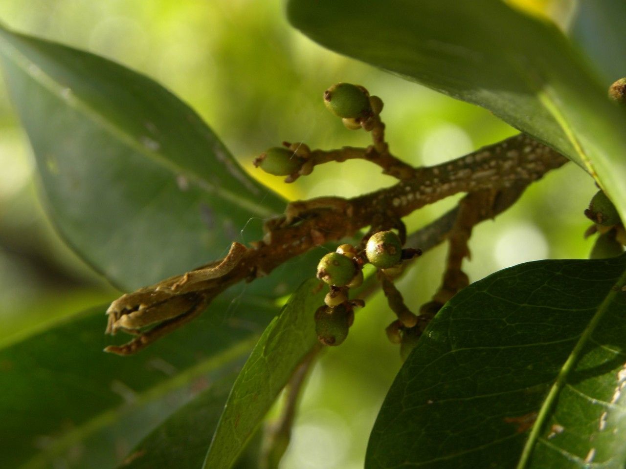 Doratoxylon apetalum fruit