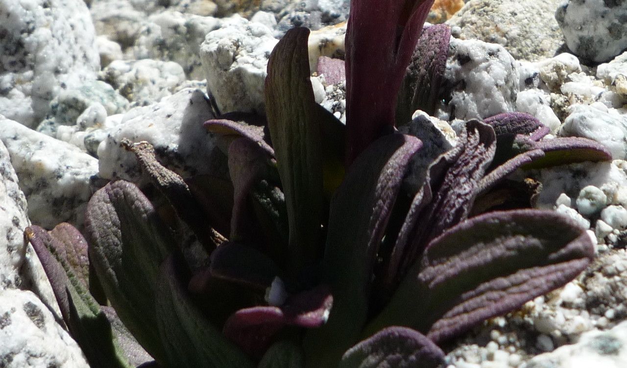 Valeriana pycnantha leaf