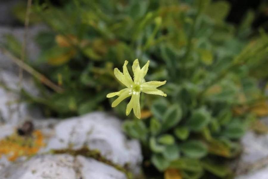 Silene flavescens — search result for 'Hungary'