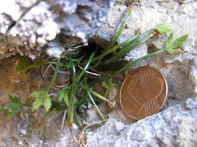 Asplenium seelosii habit
