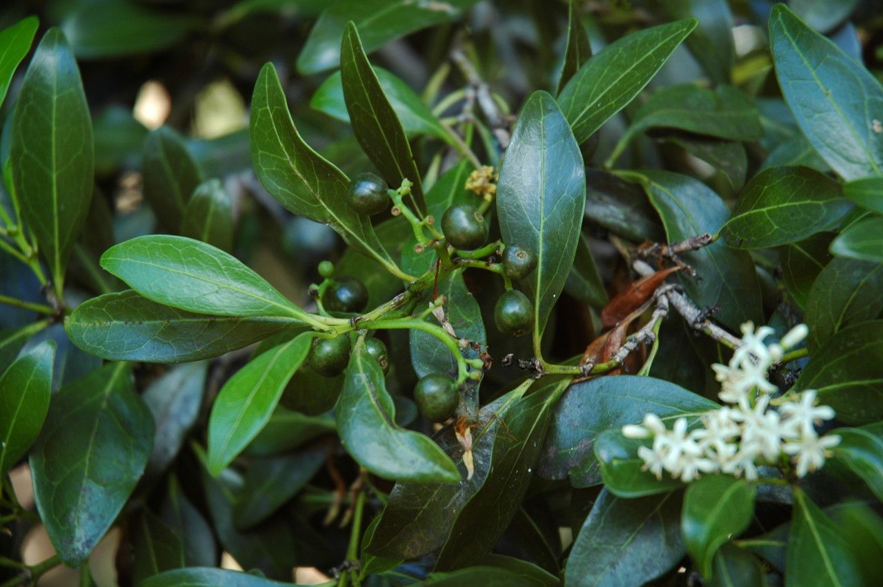 Psydrax odorata leaf