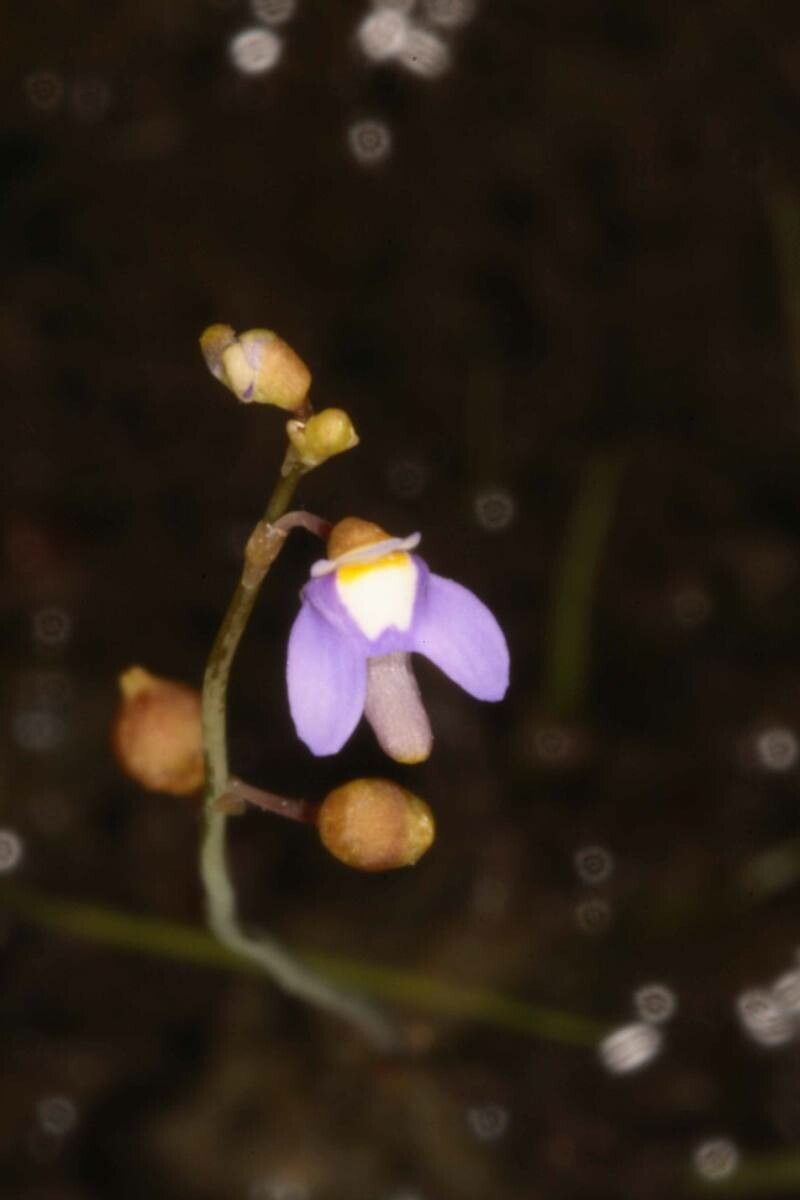 Utricularia limosa — search result for 'Utricularia'