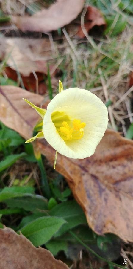 Narcissus bulbocodium flower