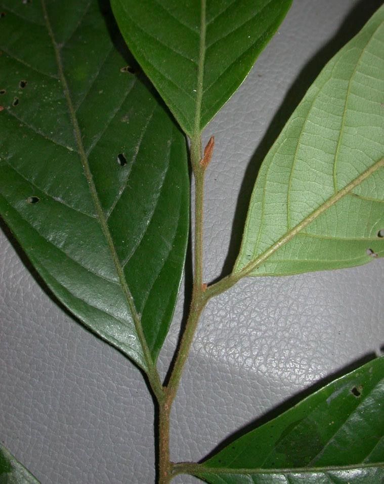 Unonopsis hammelii other