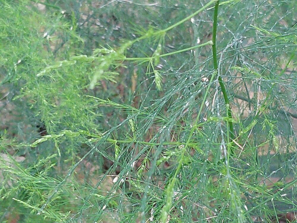 Asparagus deflexus — houseplant care guide