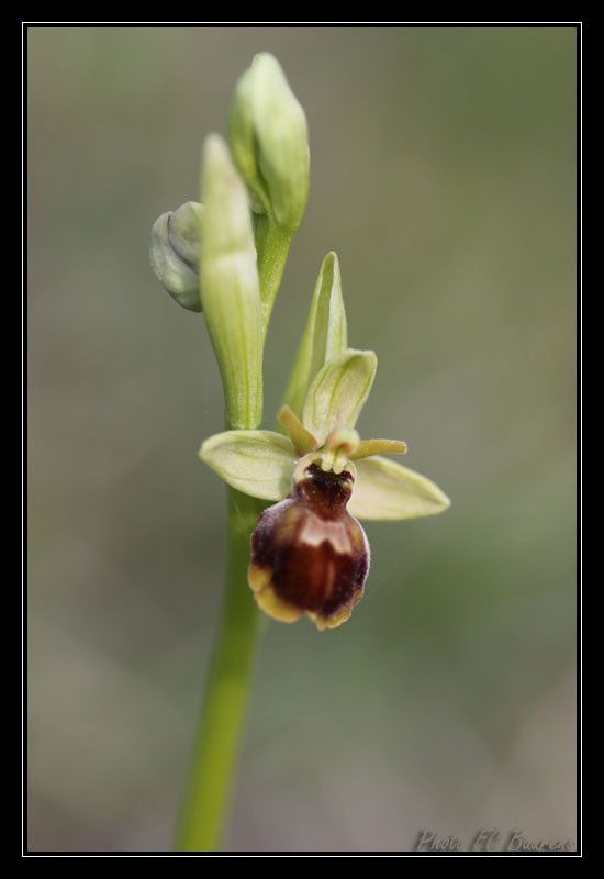 Ophrys × apicula flower