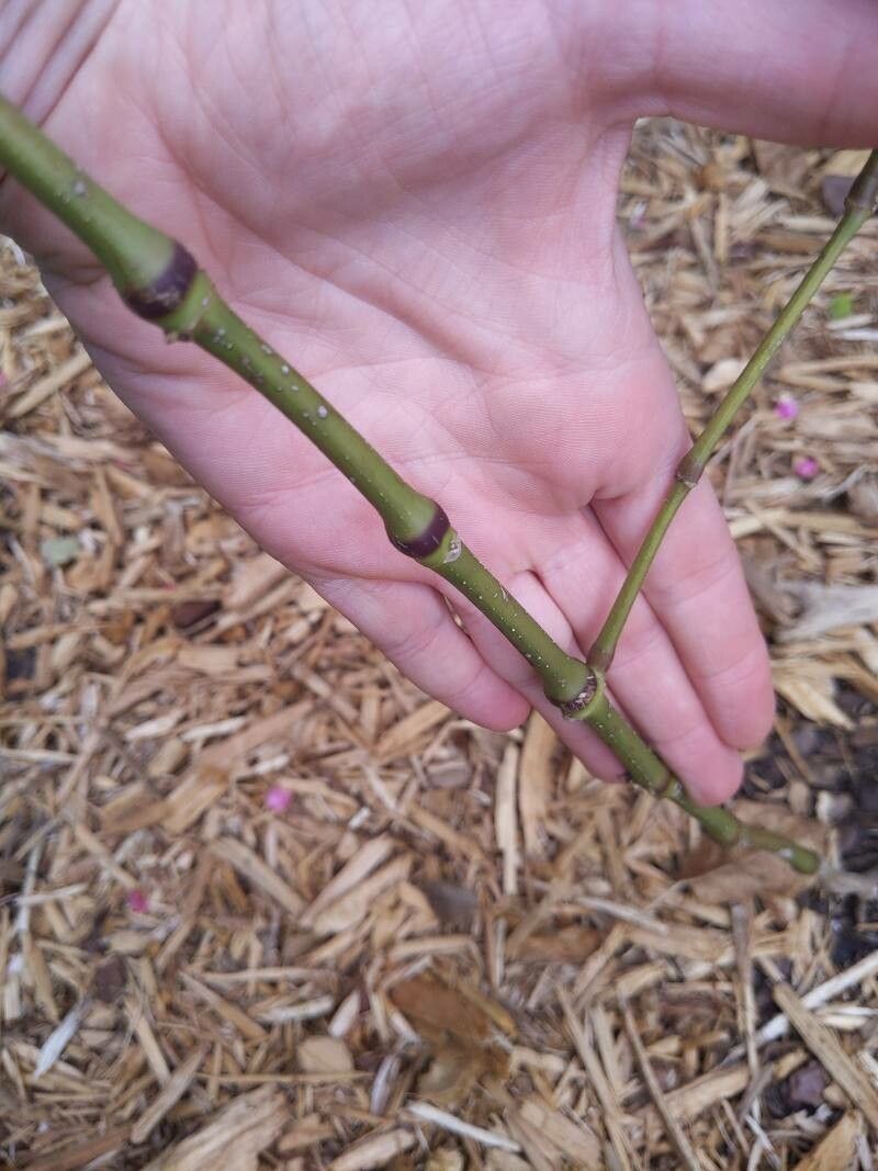 Strobilanthes hamiltoniana bark