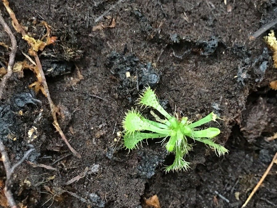 Drosera capillaris — search result for 'Drosera'