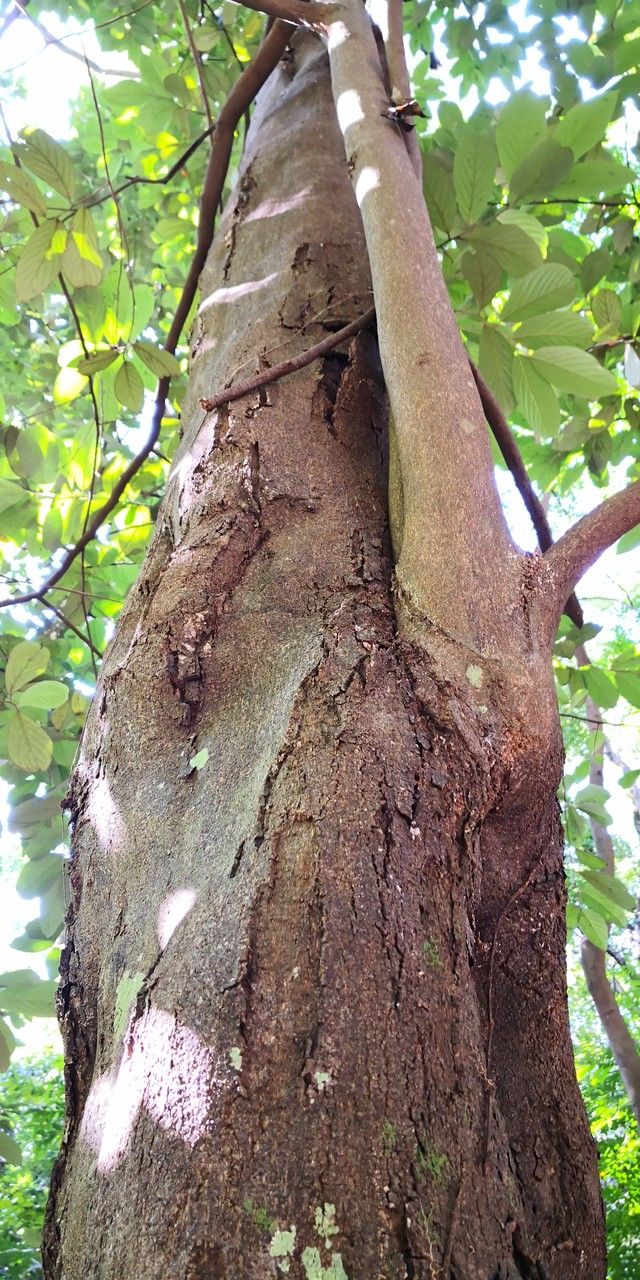 Styrax chinensis bark