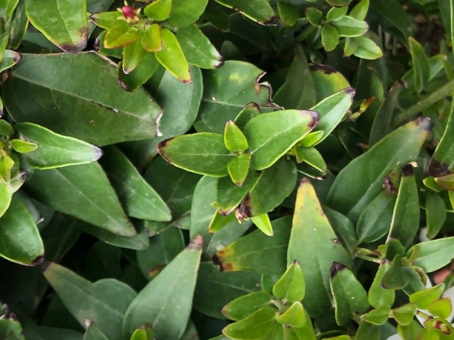 Jasminum laurifolium — search result for 'Bangladesh'