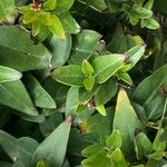 Jasminum laurifolium