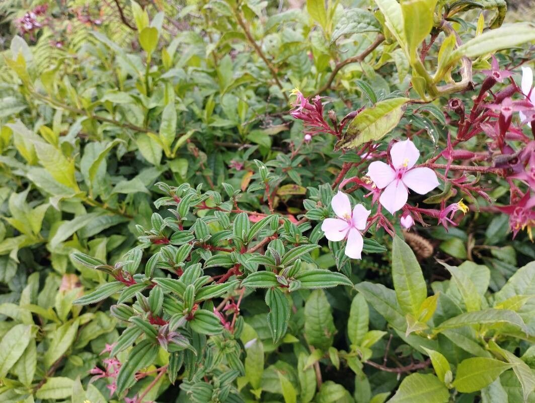 Monochaetum floribundum — houseplant care guide