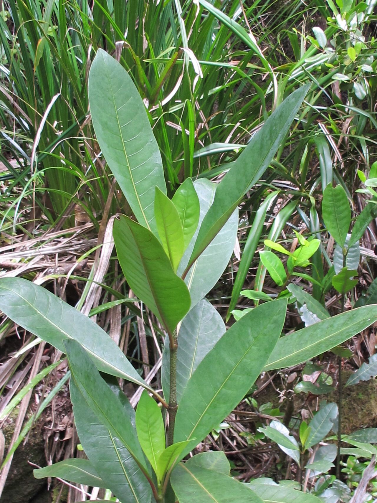 Psychotria pervillei habit