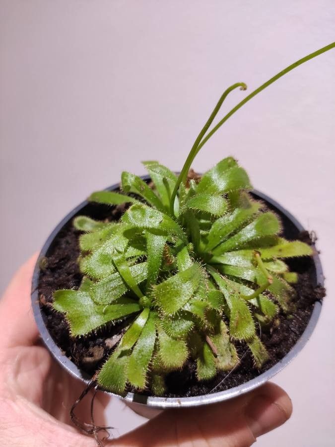 Drosera coccipetala leaf