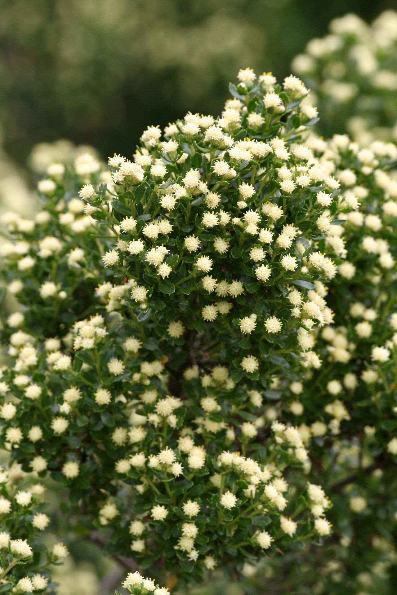 Baccharis patagonica flower