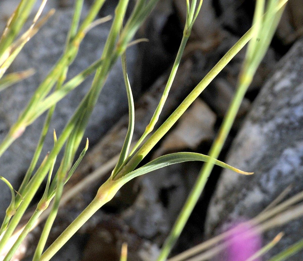 Dianthus scaber habit
