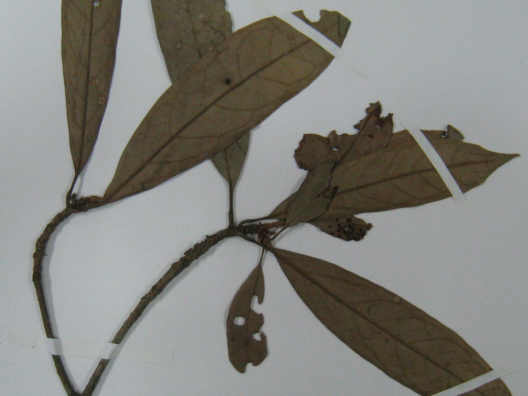 Aniba terminalis other