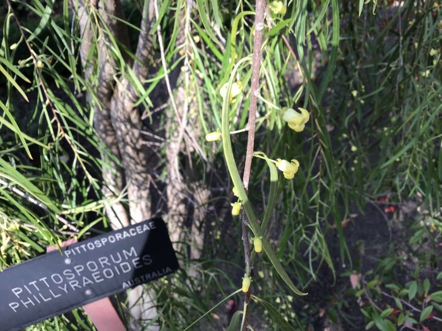 Pittosporum phillyreoides flower
