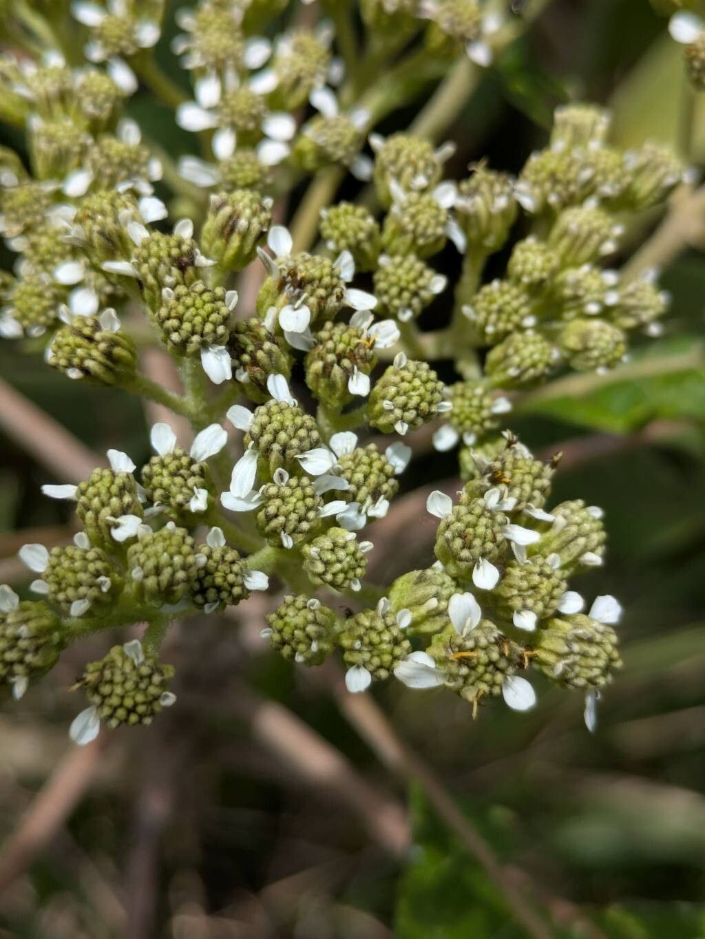 Verbesina nudipes — houseplant care guide