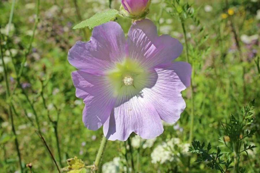 Alcea pallida flower