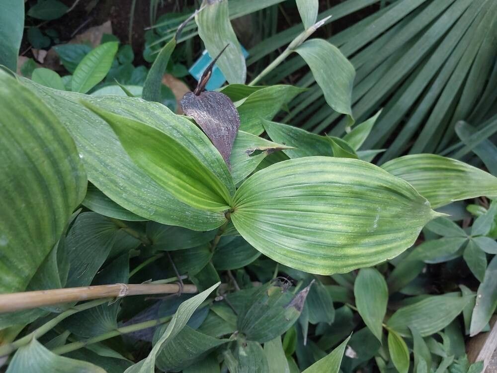 Sobralia powellii — houseplant care guide