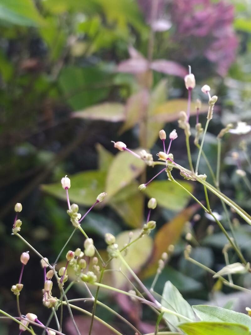 Gibasis geniculata fruit