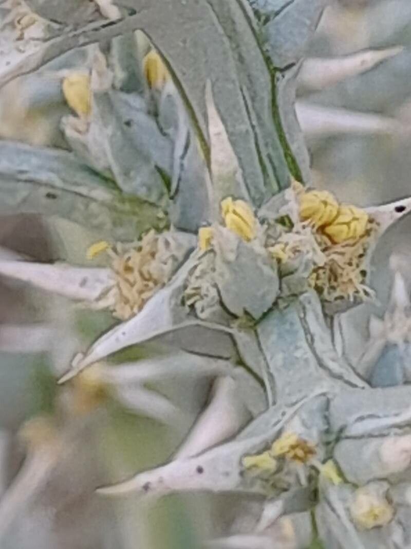 Cornulaca aucheri fruit