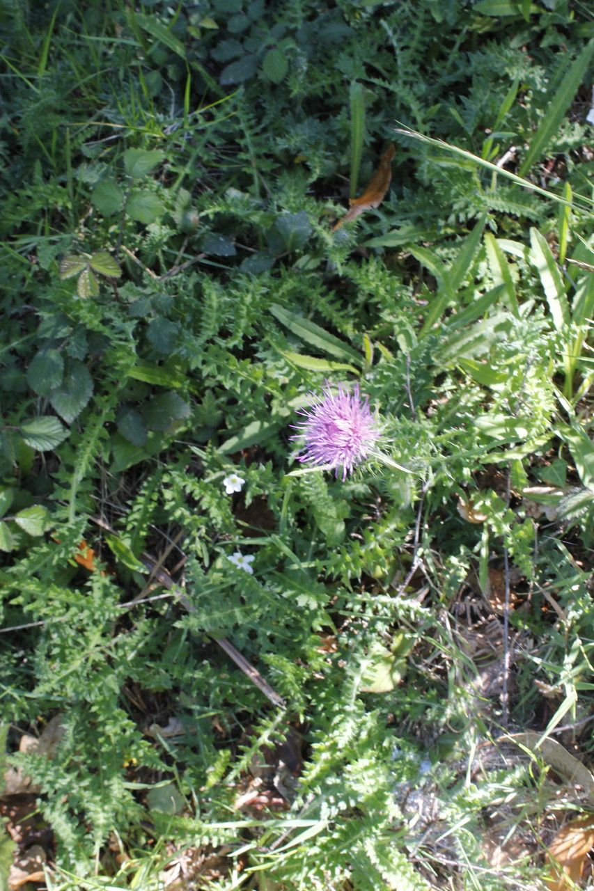 Cirsium filipendulum habit