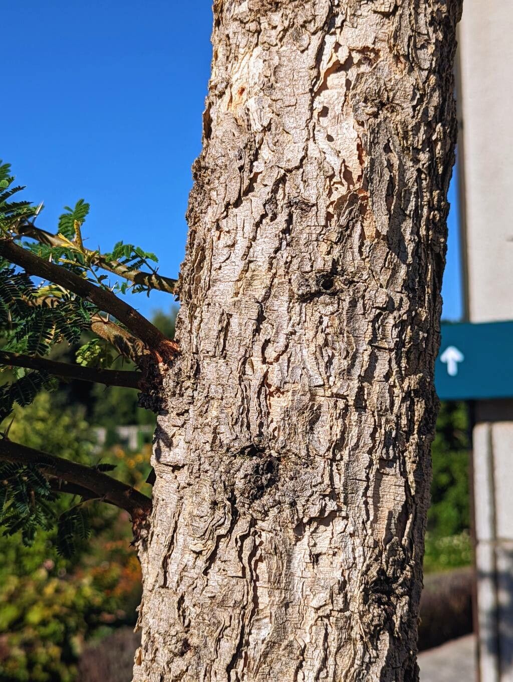 Acacia abyssinica bark