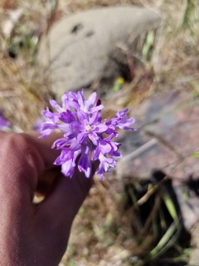 Dichelostemma multiflorum flower