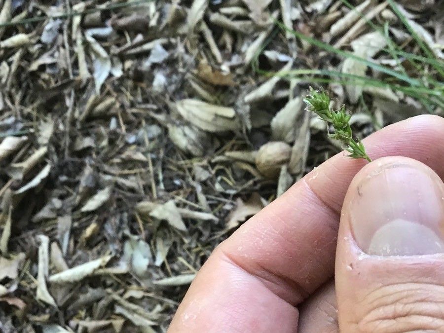 Juncus balticus fruit