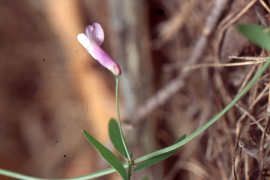 Vicia elegantissima bark