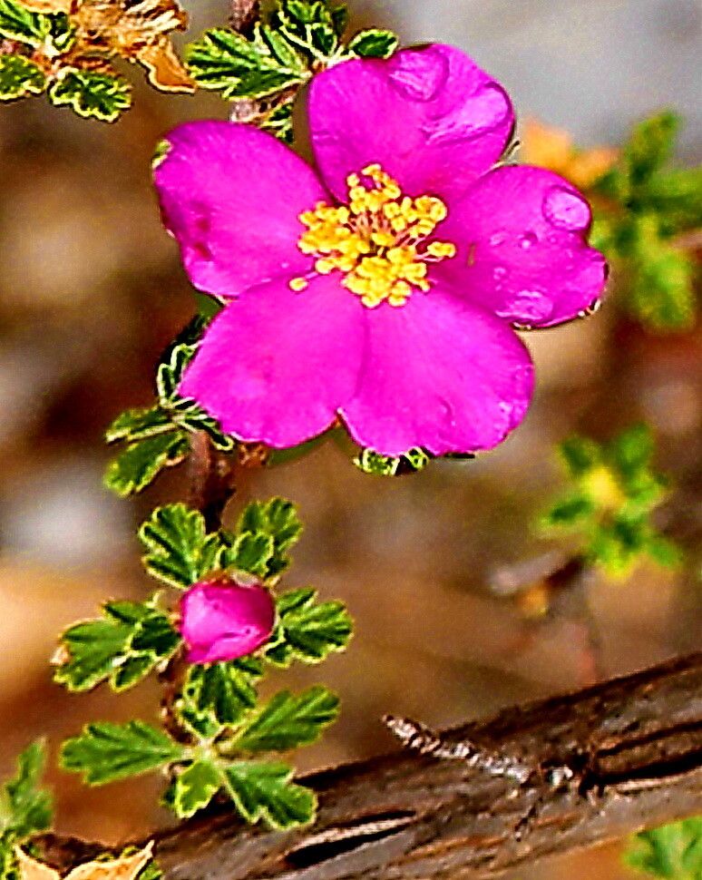 Purshia plicata — related species from the same genus