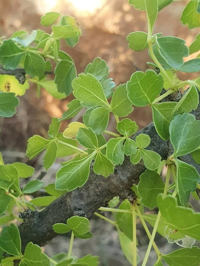 Commiphora holtziana — search result for 'Commiphora'