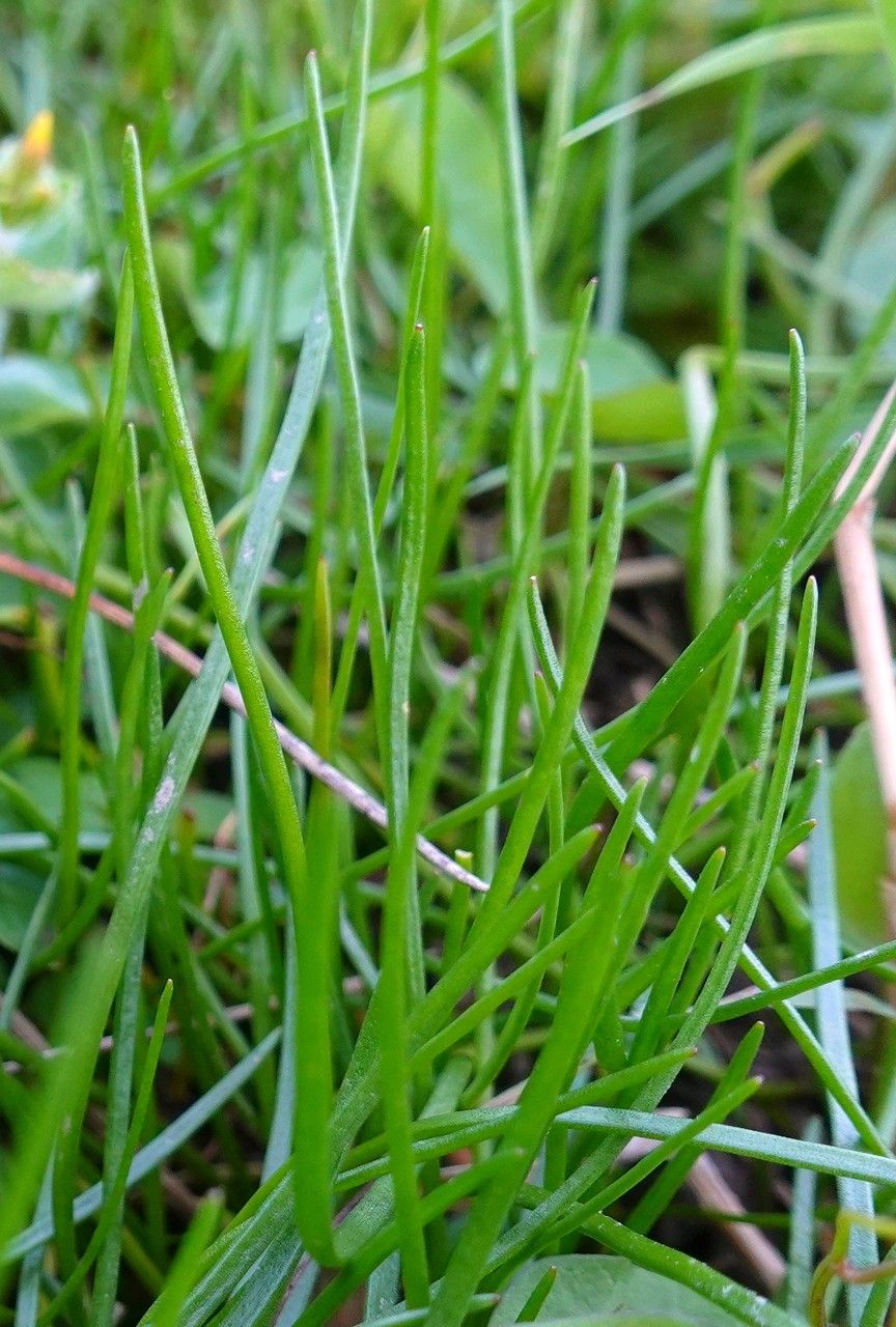 Littorella uniflora — houseplant care guide