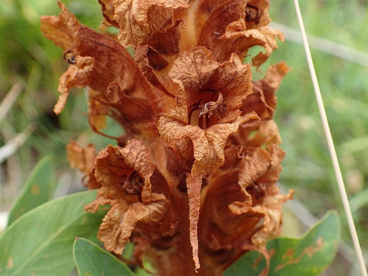 Orobanche laserpitii-sileris fruit