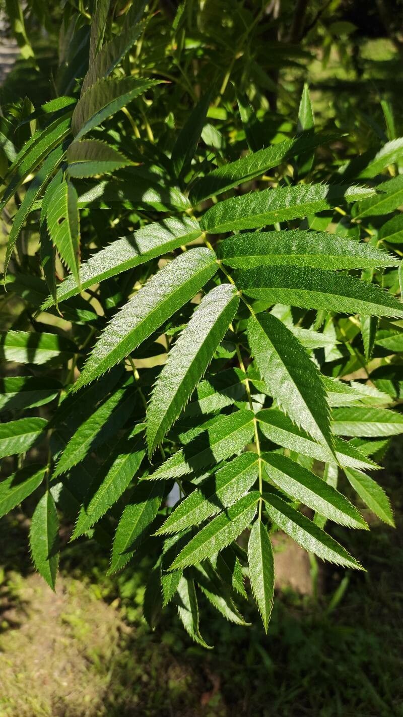 Sorbus ulleungensis leaf