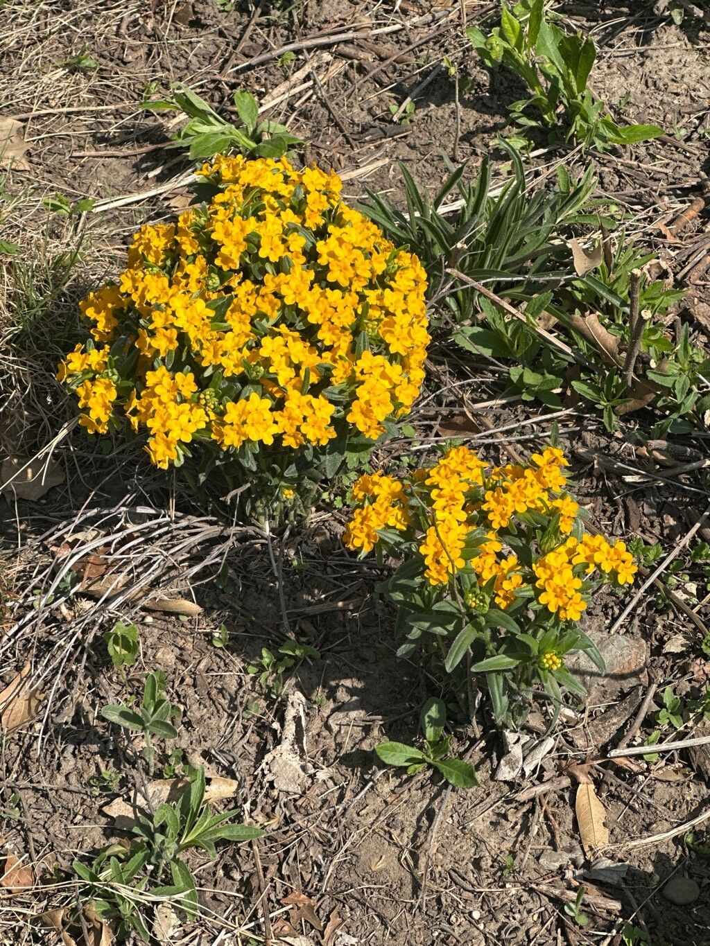 Lithospermum caroliniense habit