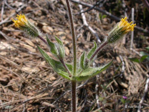 Arnica spathulata habit
