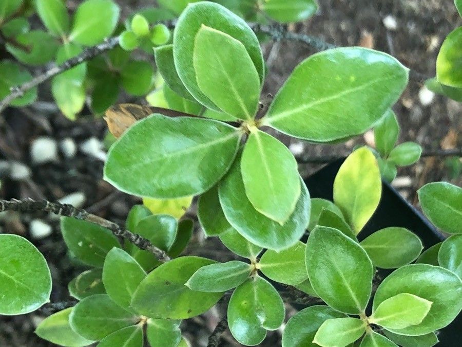 Olearia traversii — search result for 'Olearia'