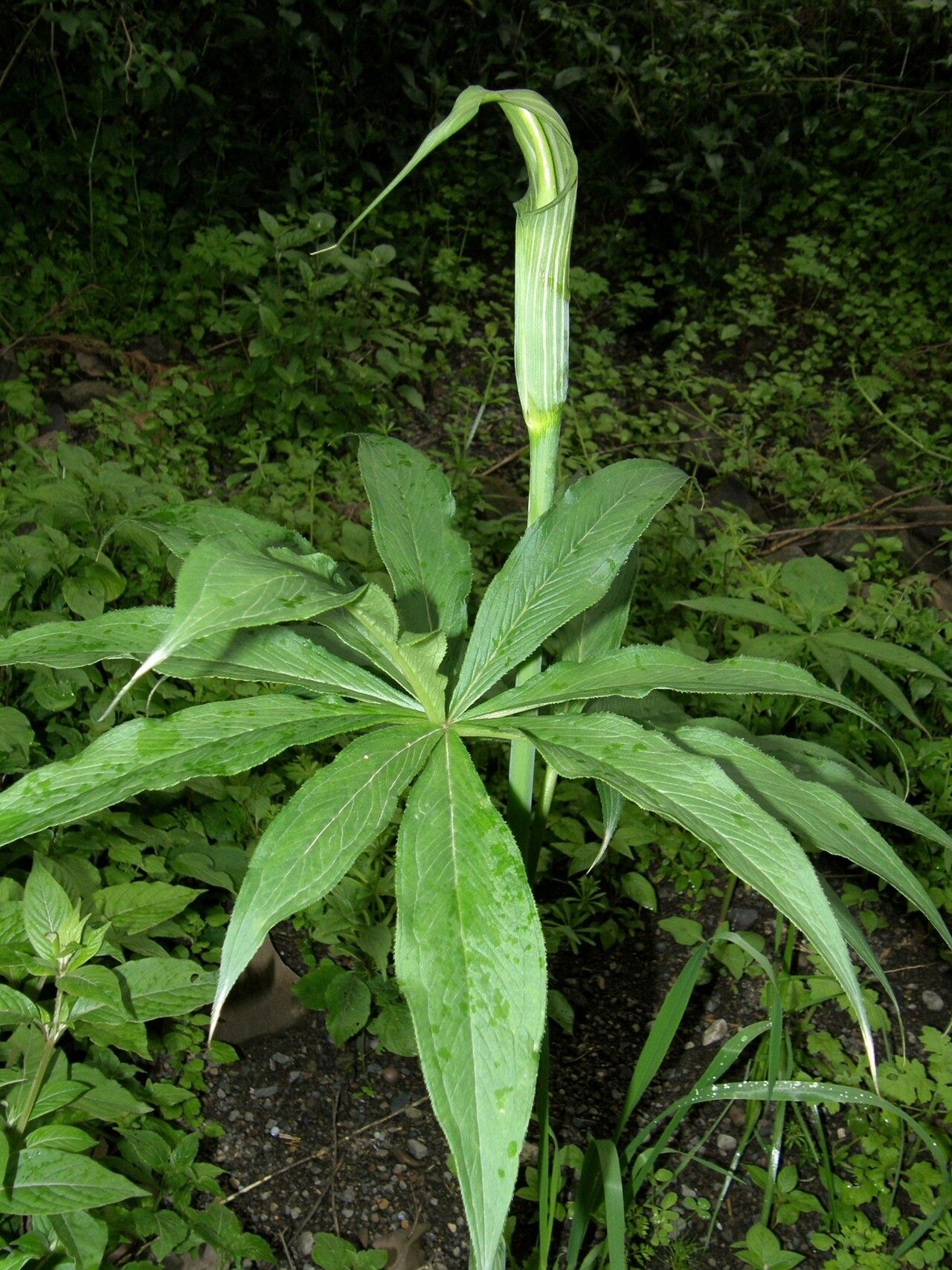 Arisaema schimperianum — search result for 'Arisaema'
