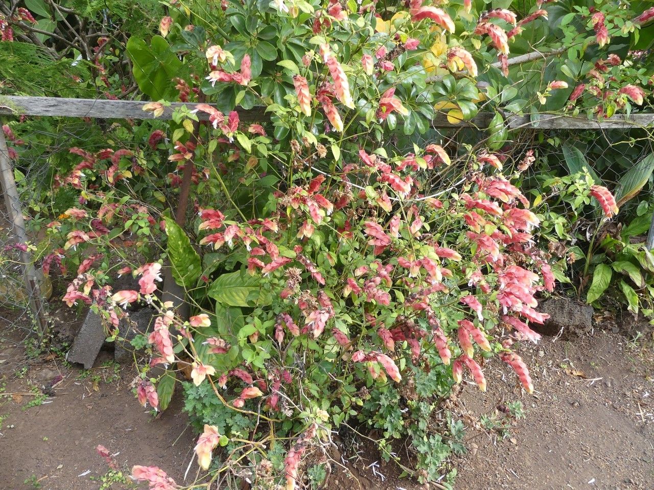 Justicia brandegeana habit