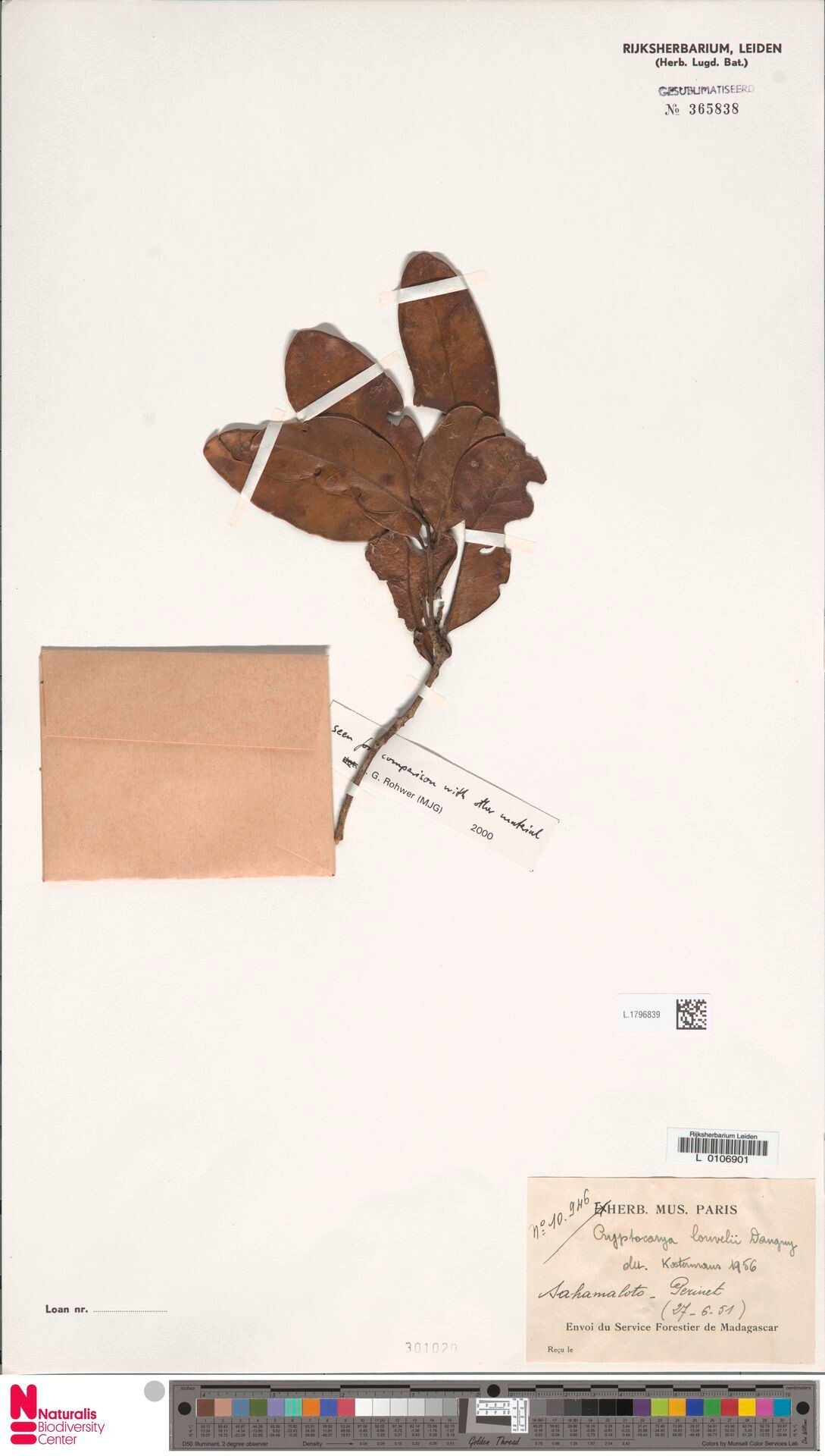 Cryptocarya louvelii — houseplant care guide