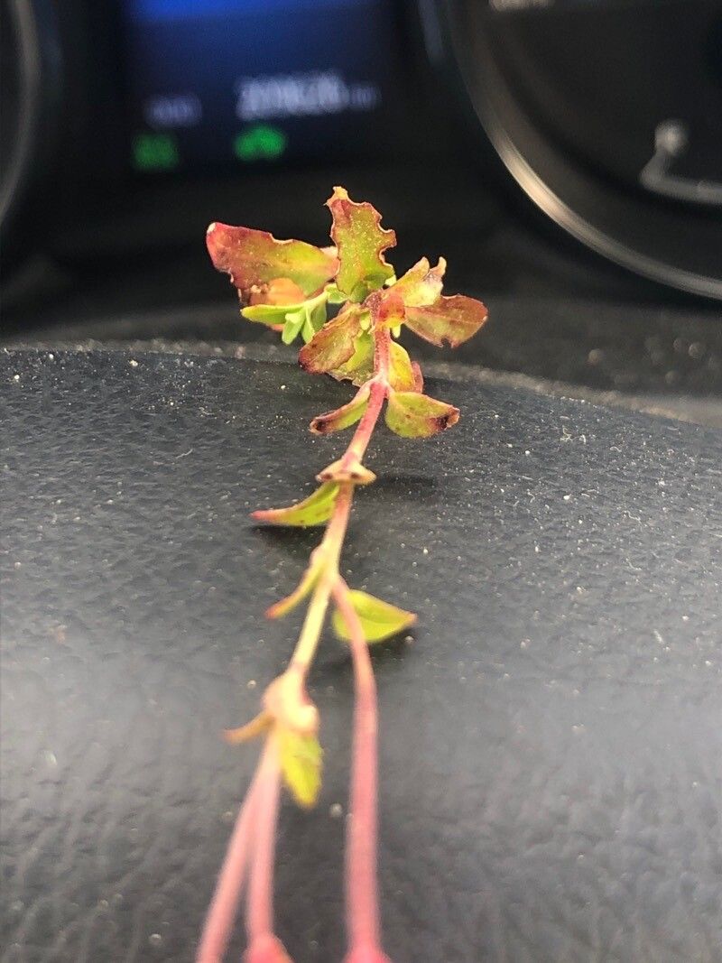Epilobium collinum leaf